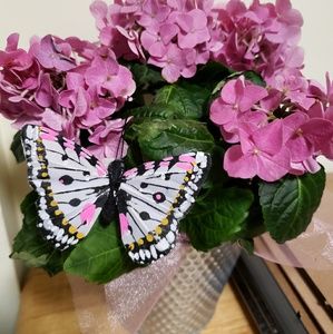 Meet your Posher, Penny